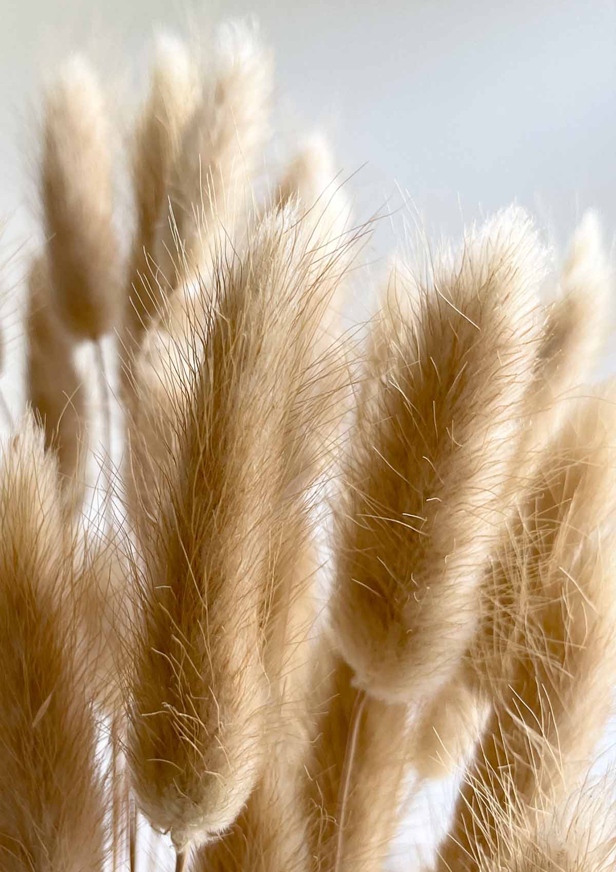 LAGURUS „BUNNY TAILS“ NATUR / BRAUN